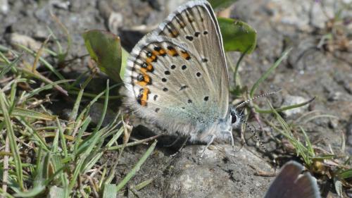 Plebejus idas